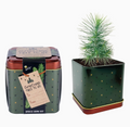 Holiday Square Tin Spruce Grow Kit | Christmas Tree | Indoor