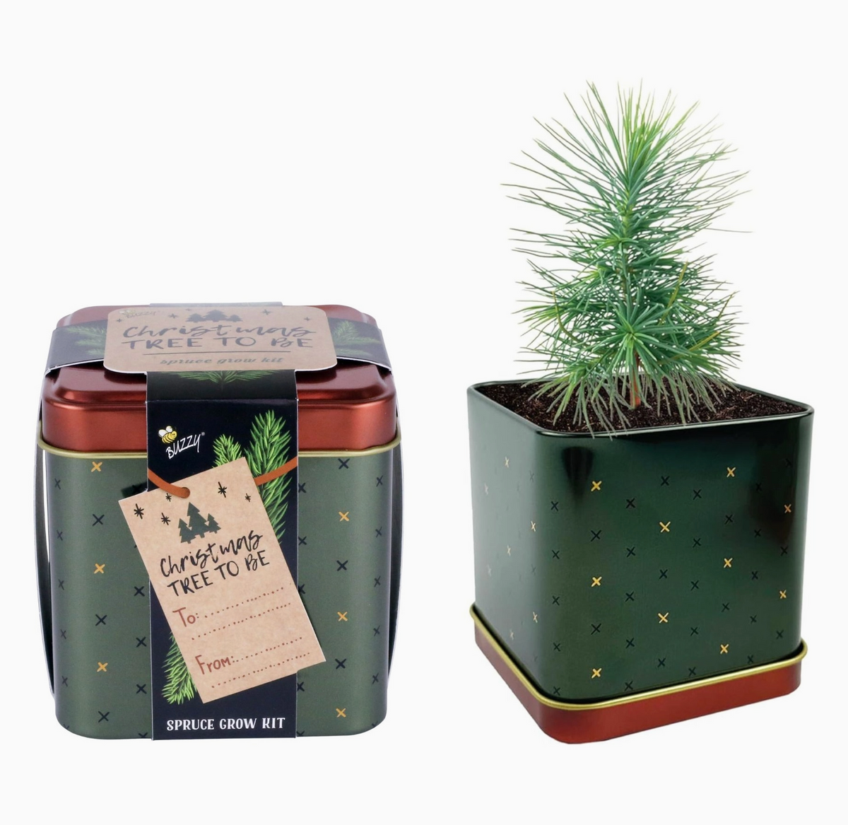 Holiday Square Tin Spruce Grow Kit | Christmas Tree | Indoor