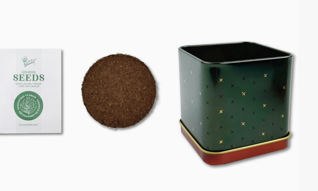 Holiday Square Tin Spruce Grow Kit | Christmas Tree | Indoor